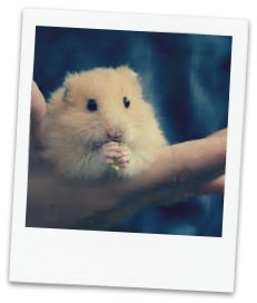hamster-eating_blog